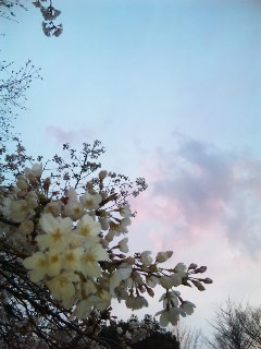 100329_1757461.jpg